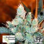 Kaliman Seeds Rockster's Cheese